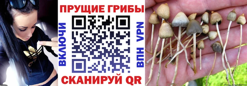 Псилоцибиновые грибы Psilocybe  Карачаевск 